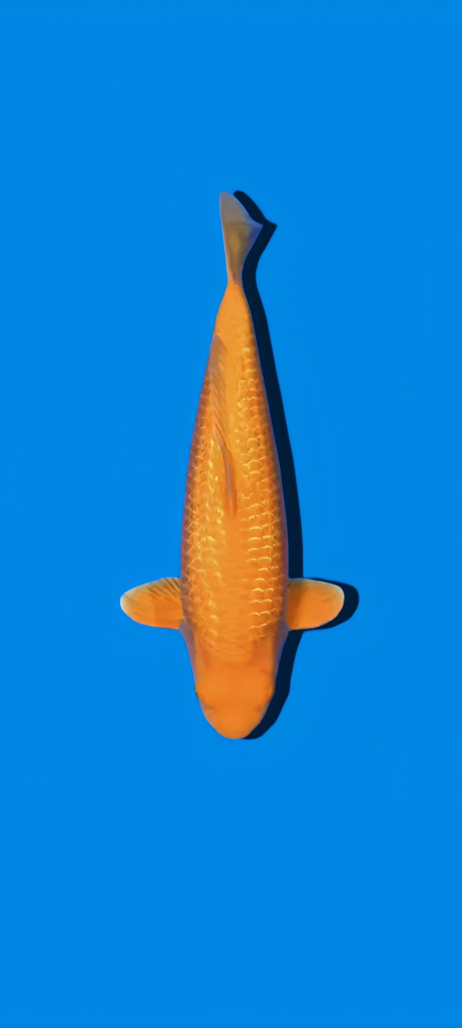 Juara 3