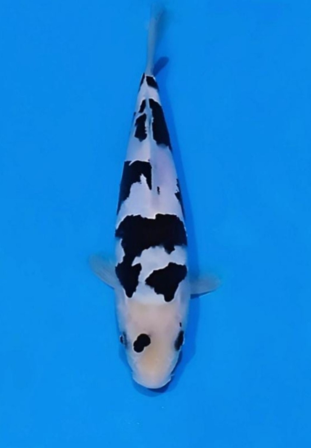 Juara 2