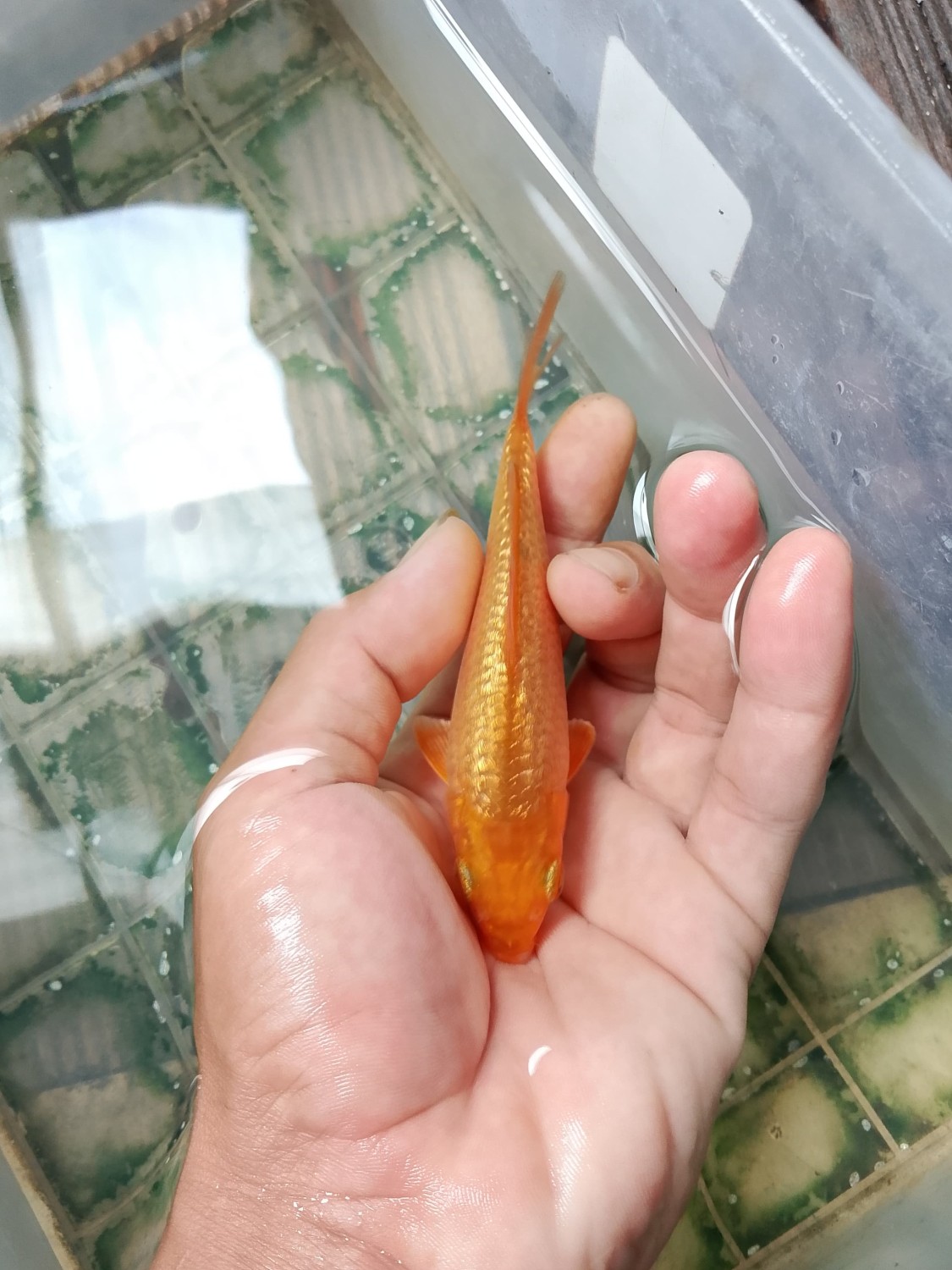 Juara 3