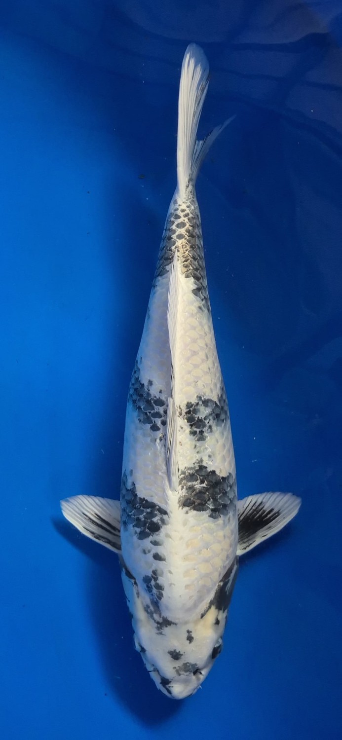 Juara 1