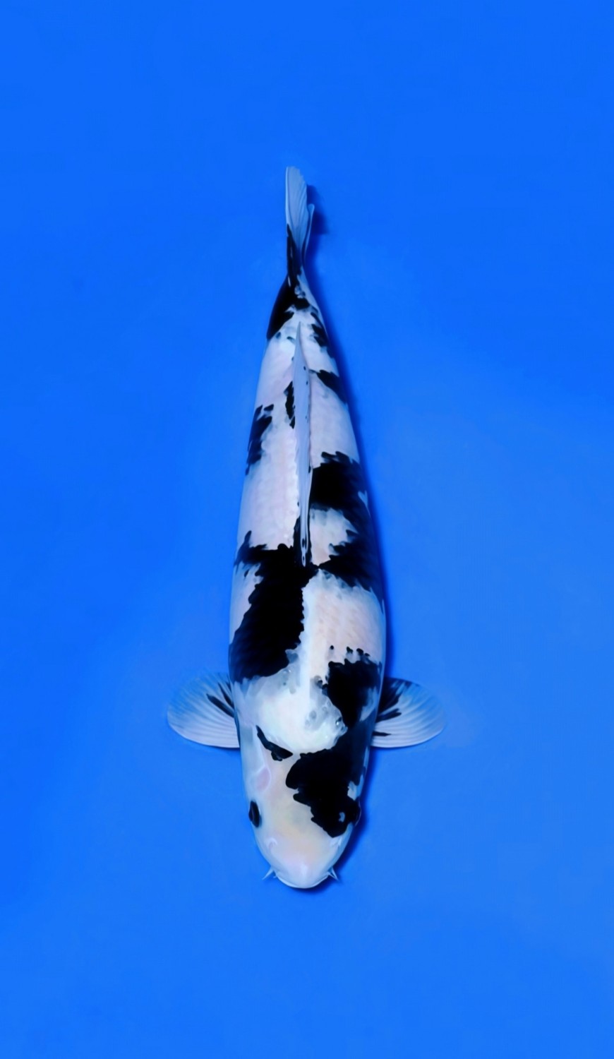Juara 4