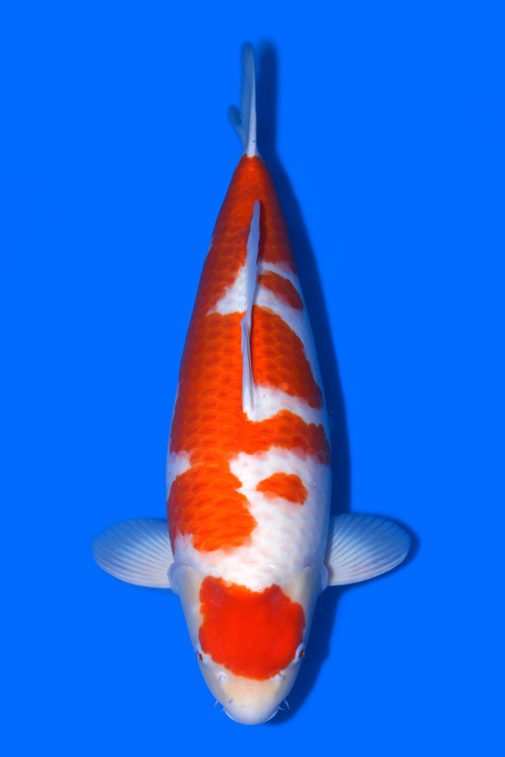 Juara 2