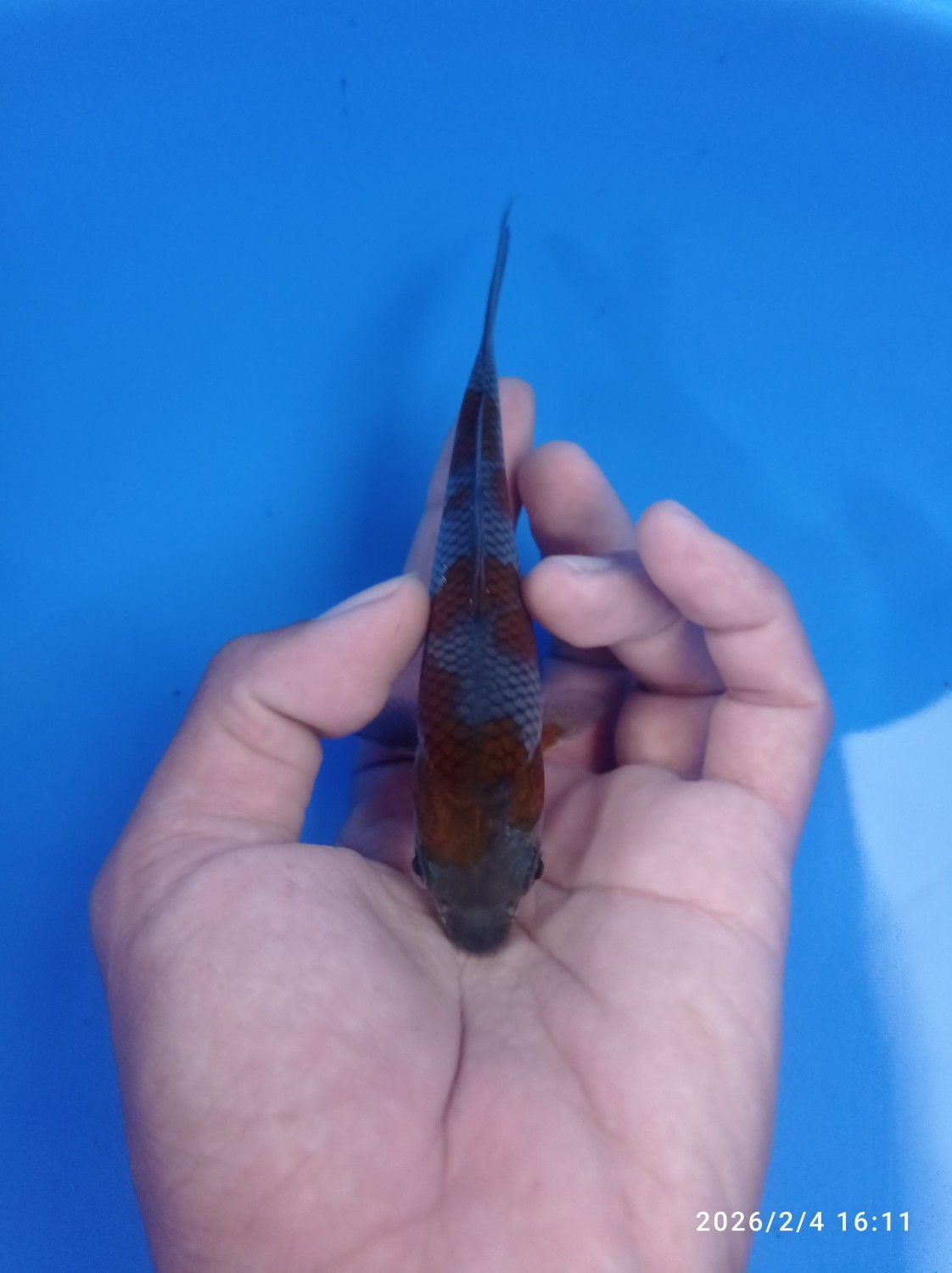 Juara 2