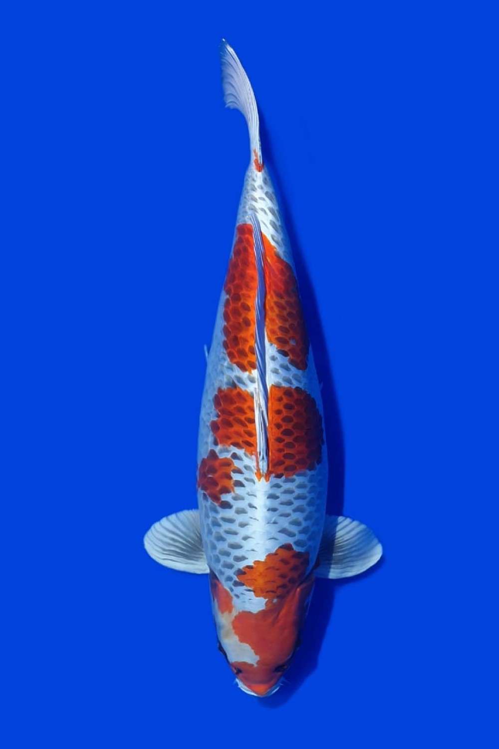 Juara 1