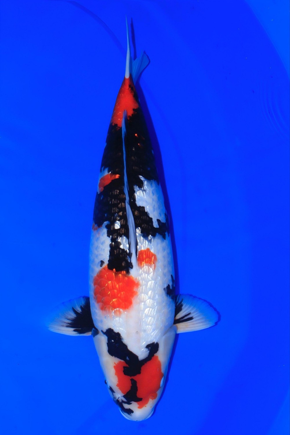 Juara 2