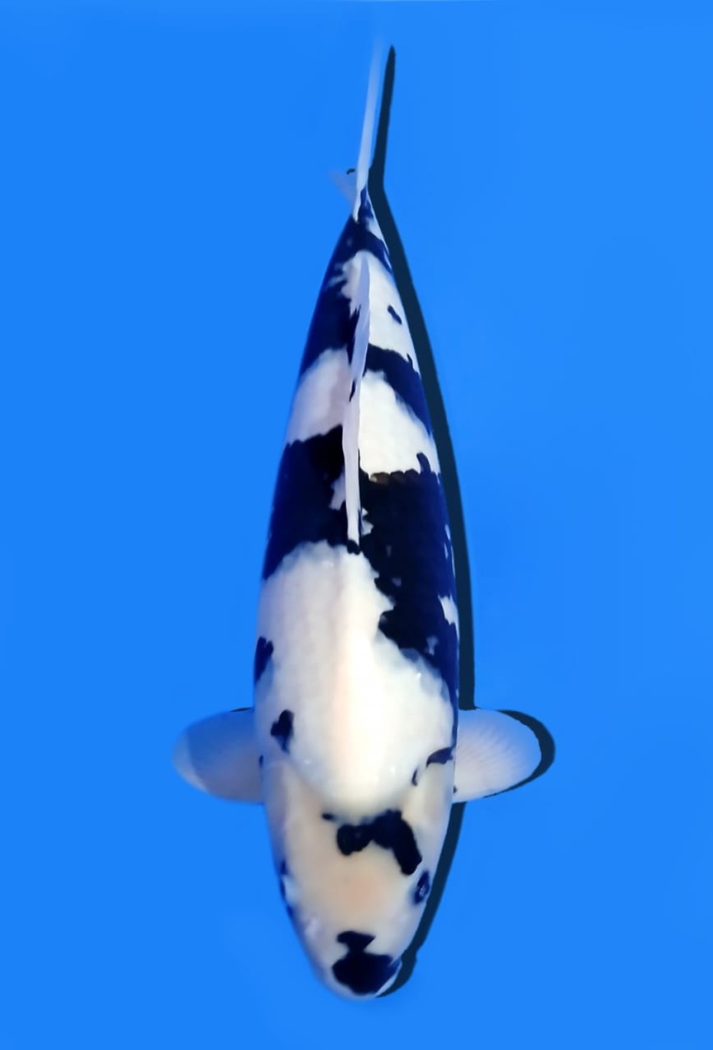 Juara 2