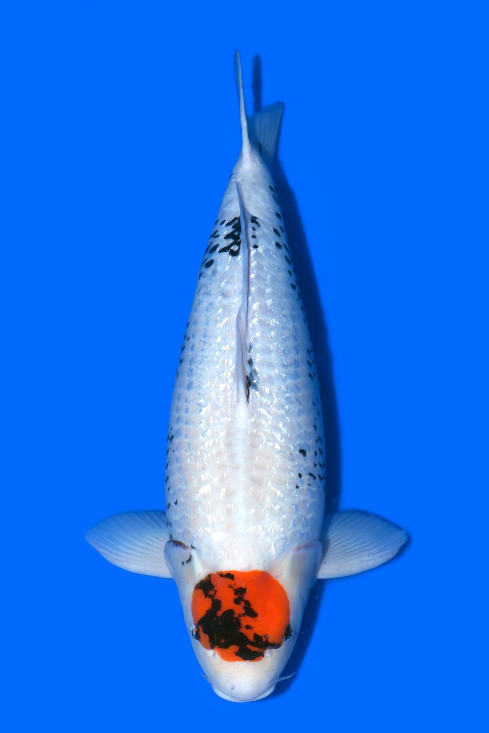 Juara 2