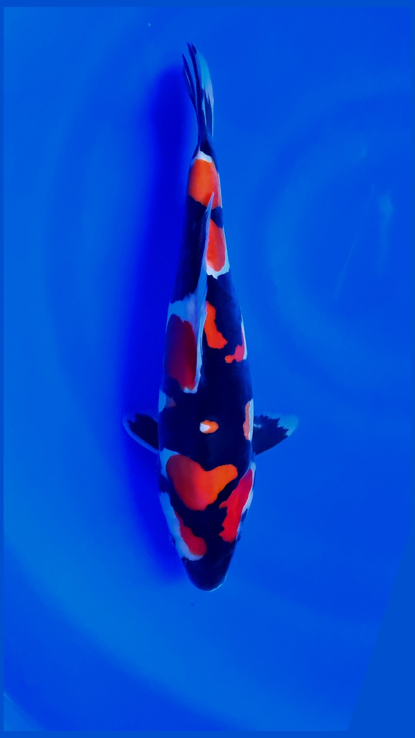 Juara 5