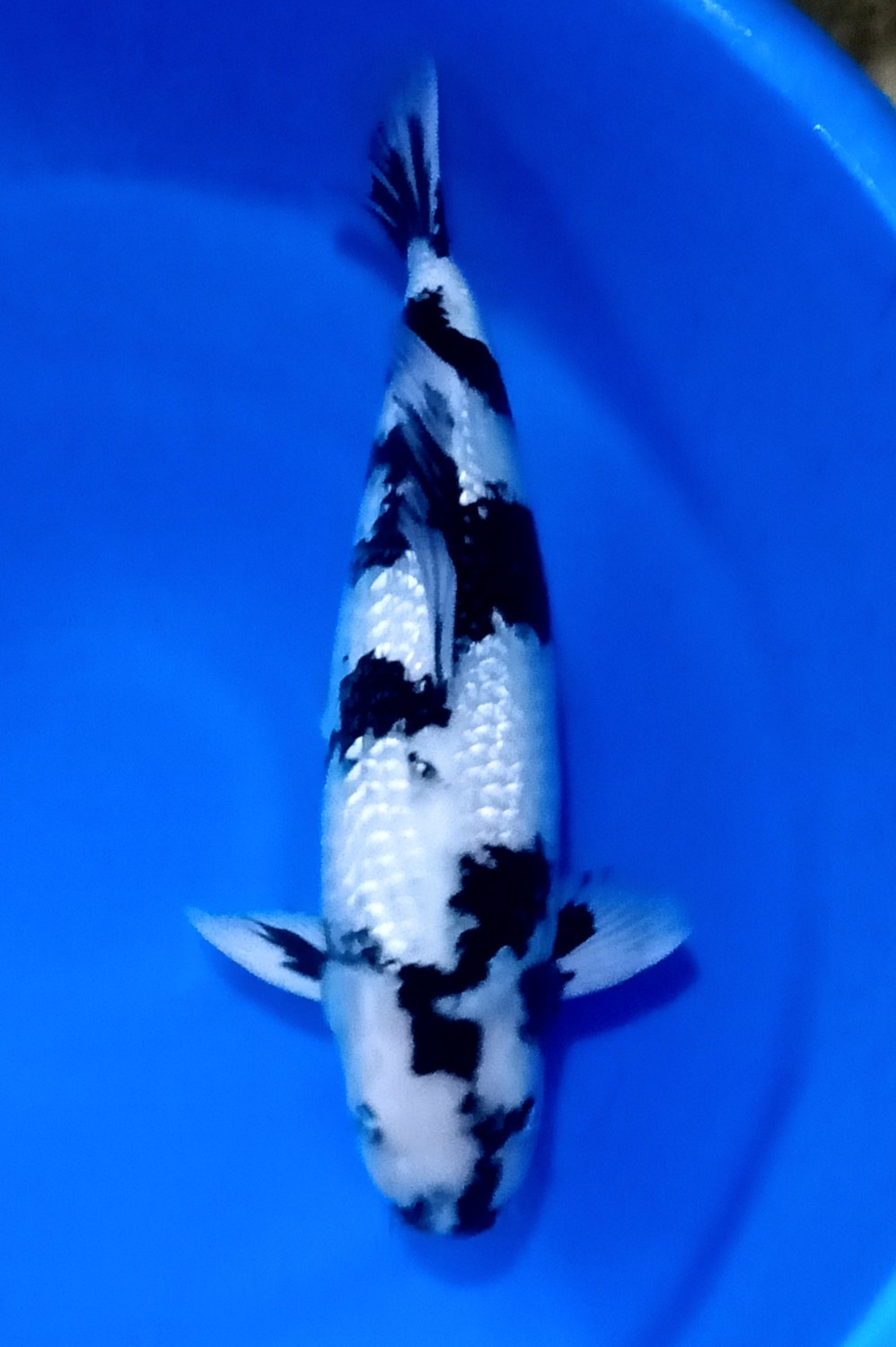 Juara 1