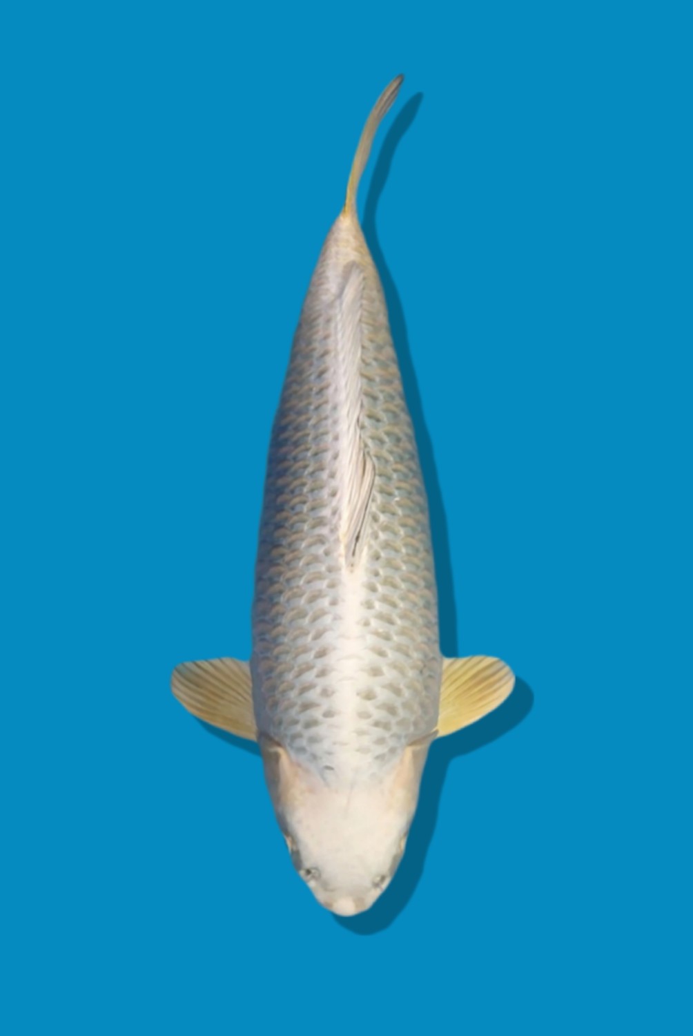 Juara 1
