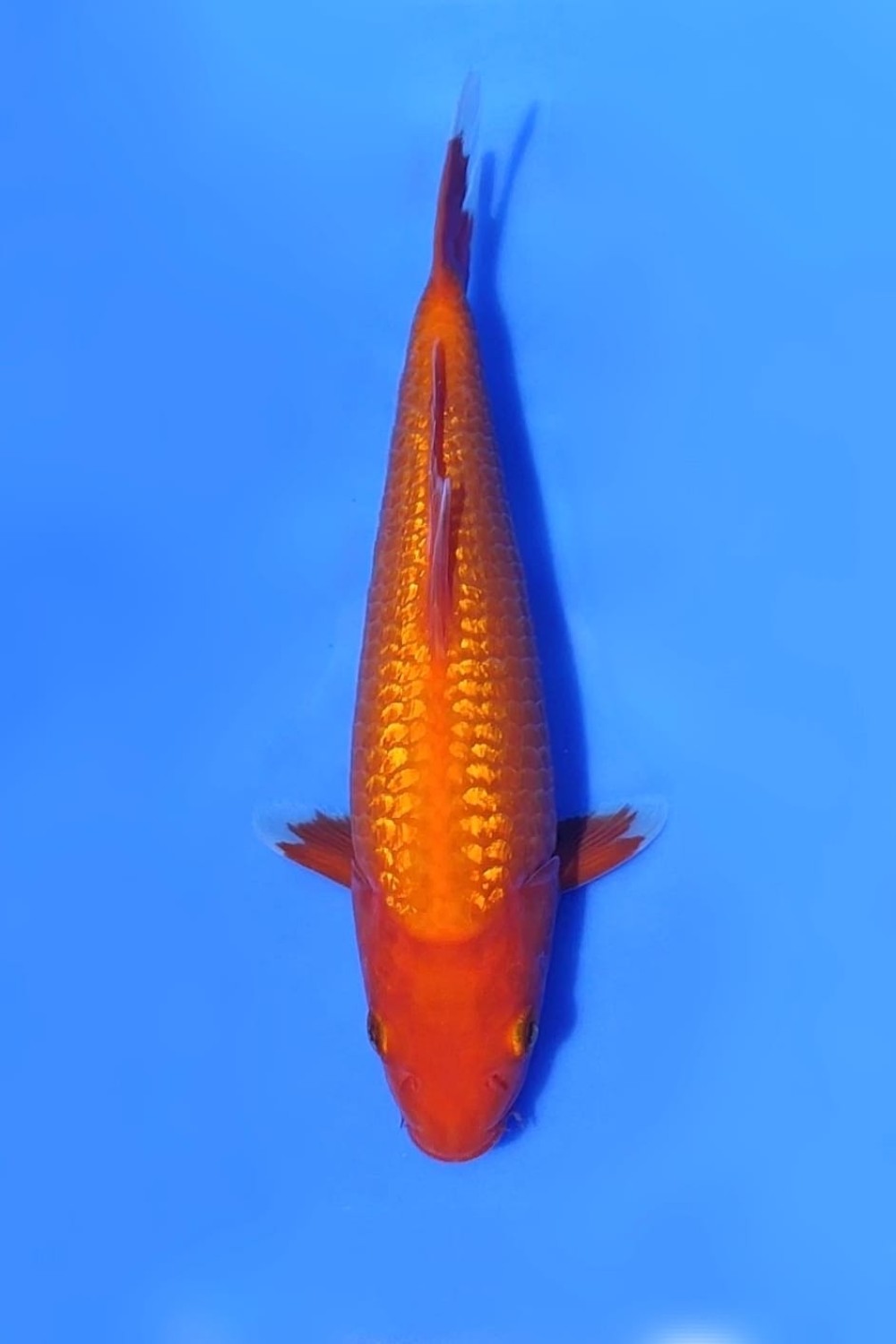 Juara 1