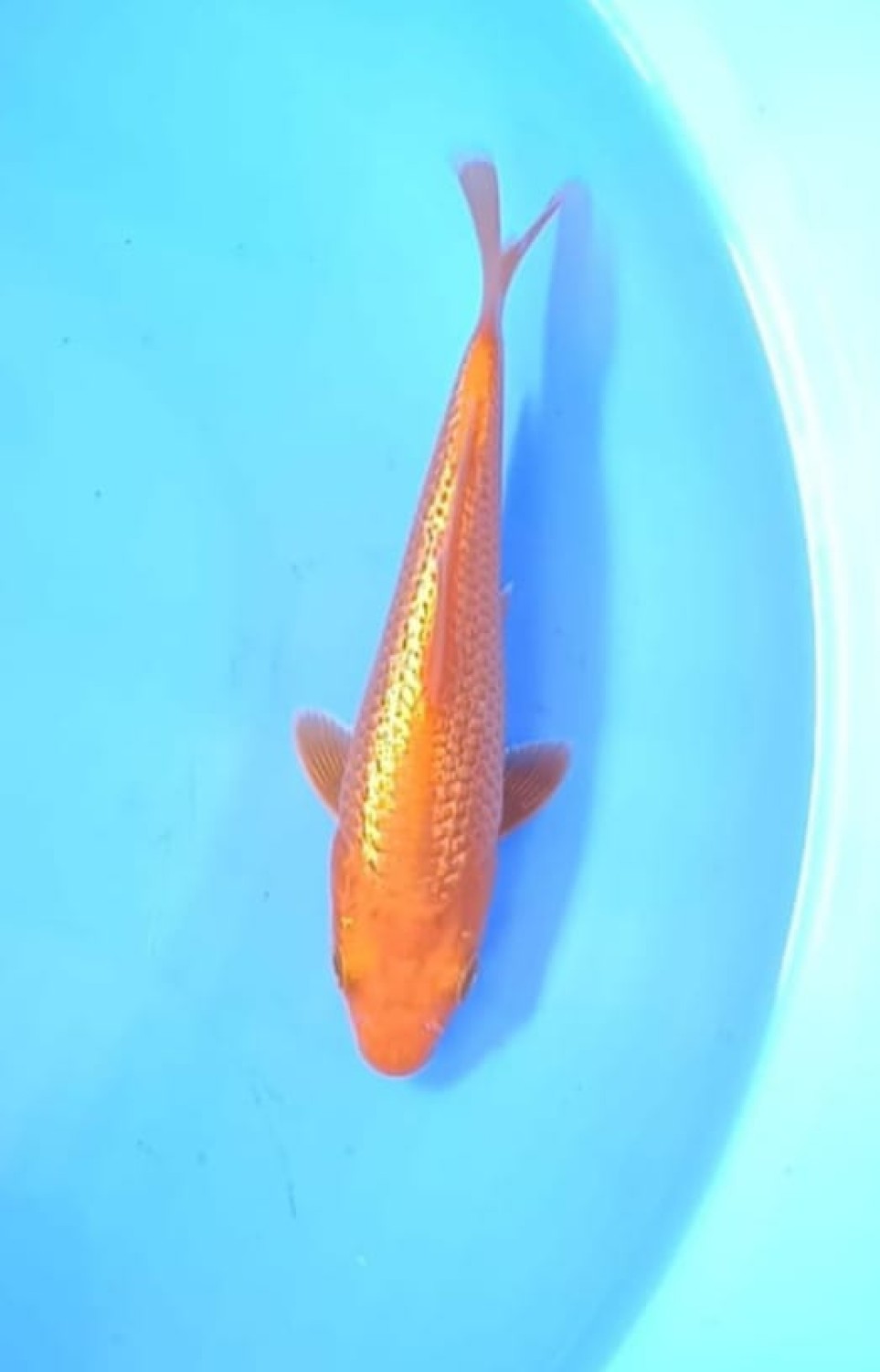 Juara 5