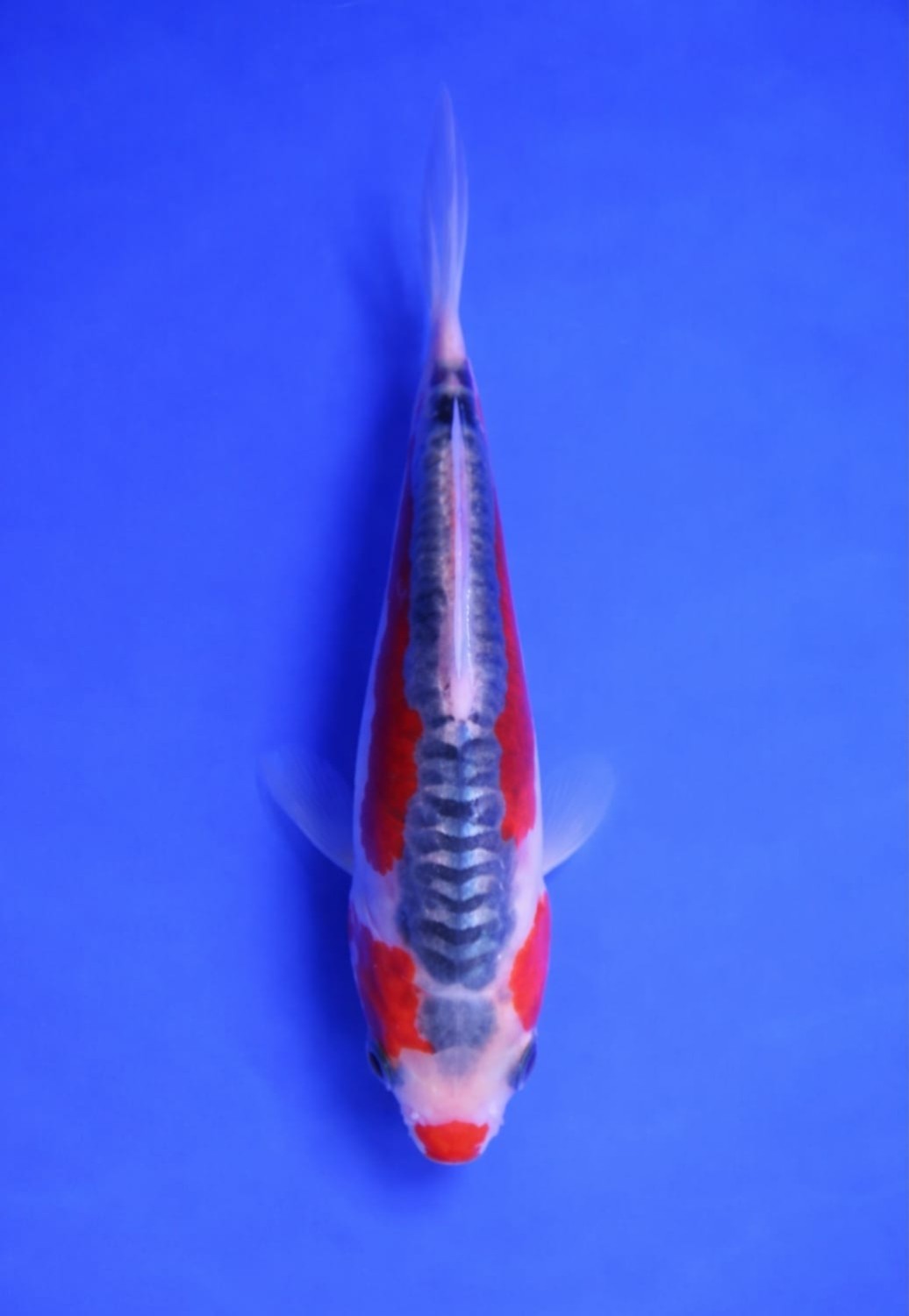 Juara 5