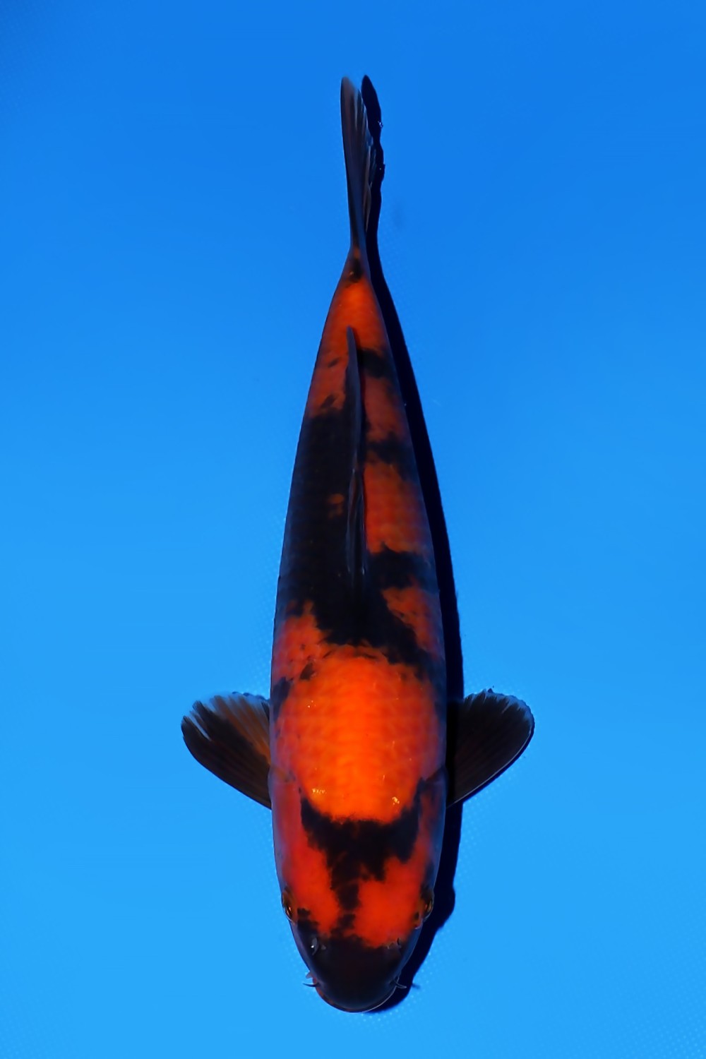 Best In Size D 21 - 25 cm