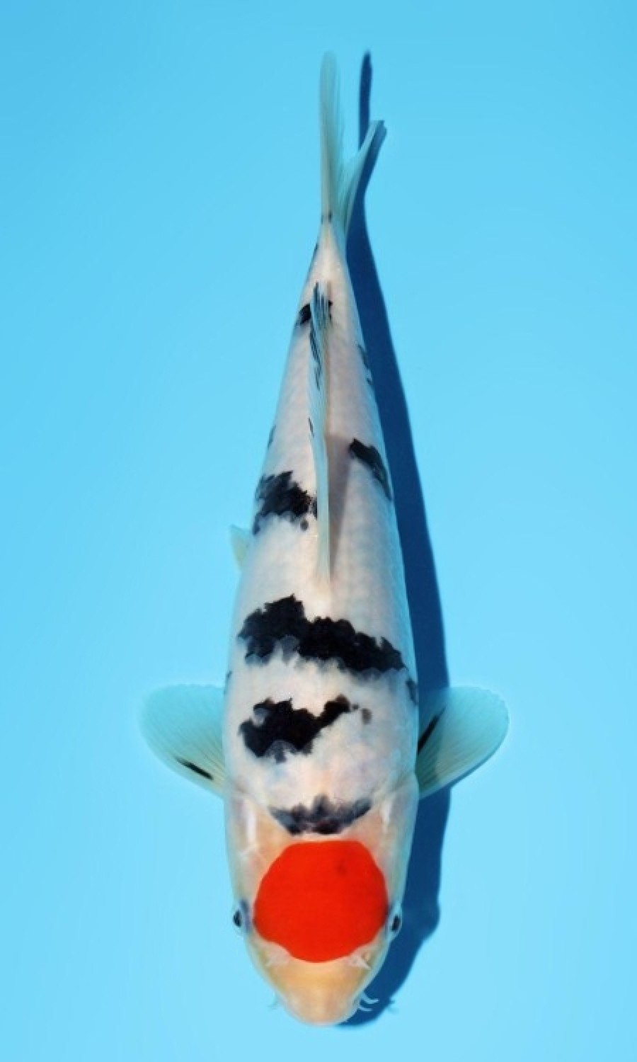 Juara 2