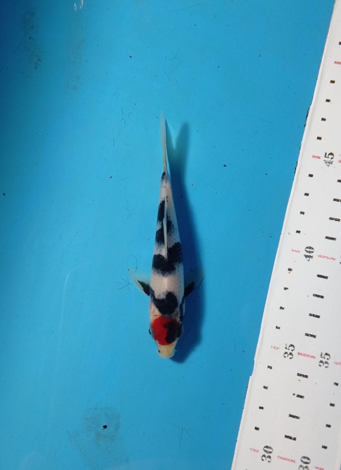 Best In Size C Up To 12 cm