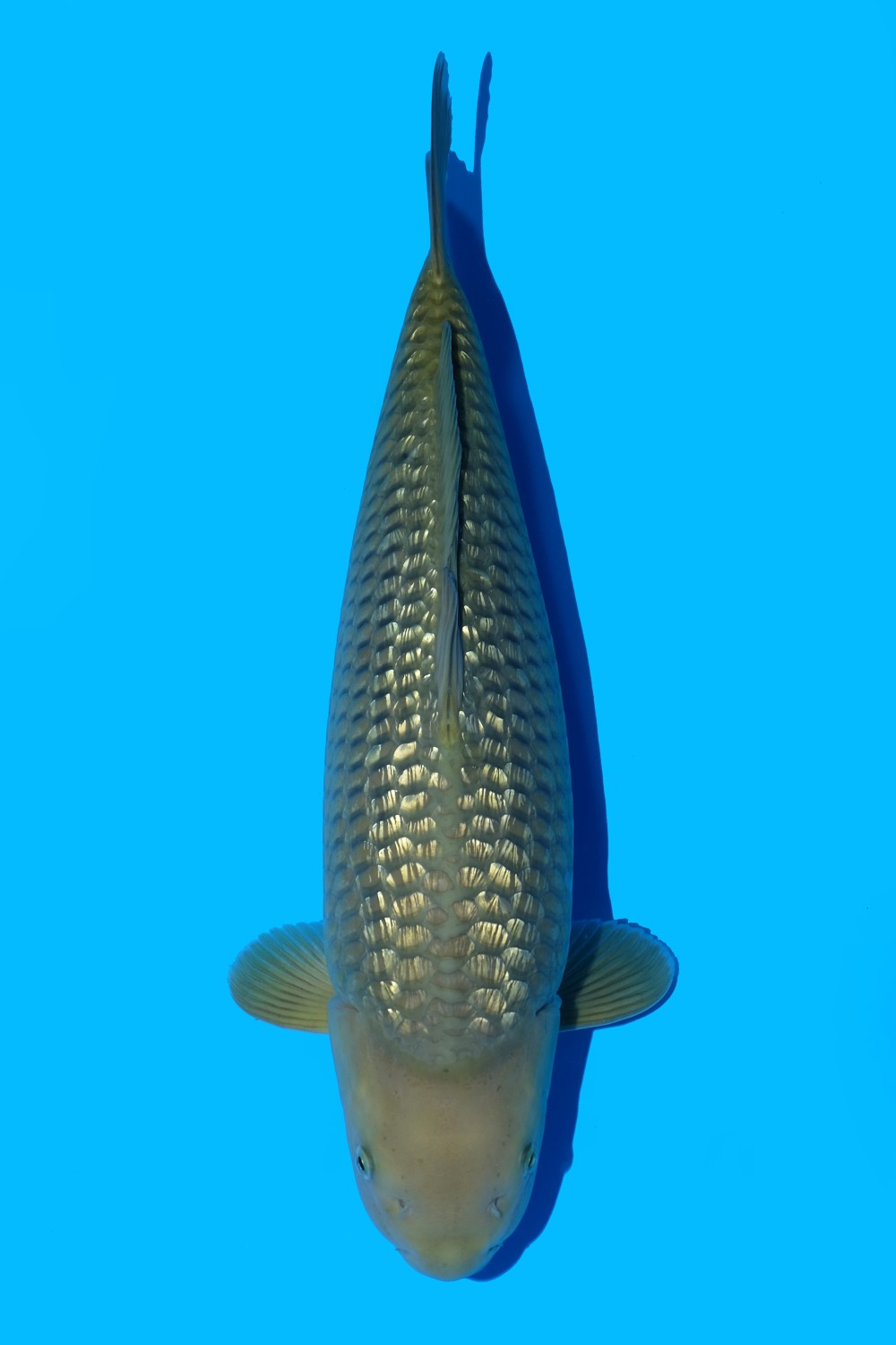 Juara 4