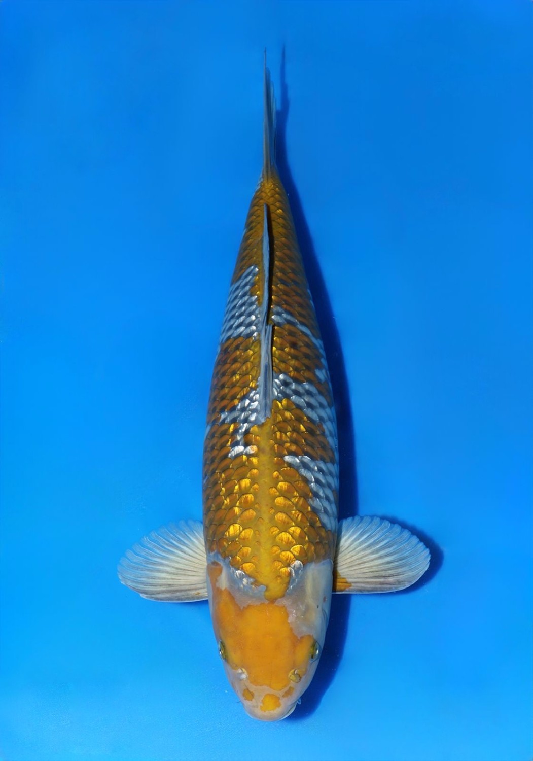 Juara 1