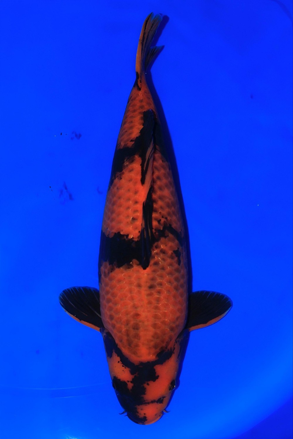 Juara 1
