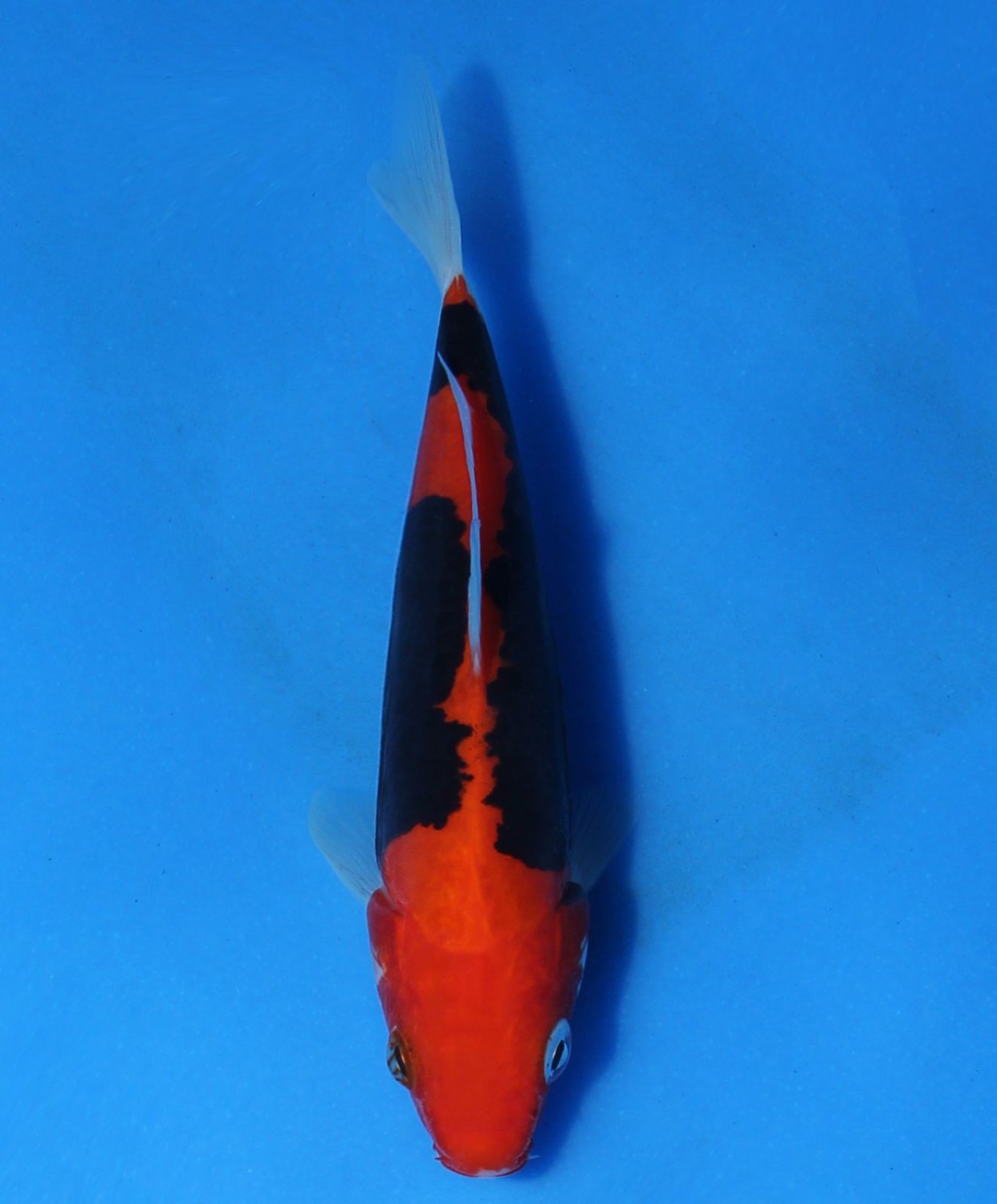 Juara 2