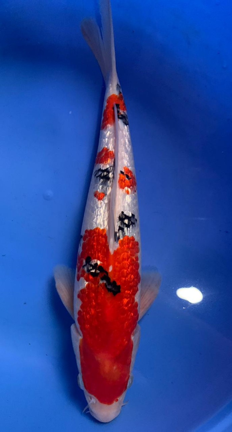 Juara 4