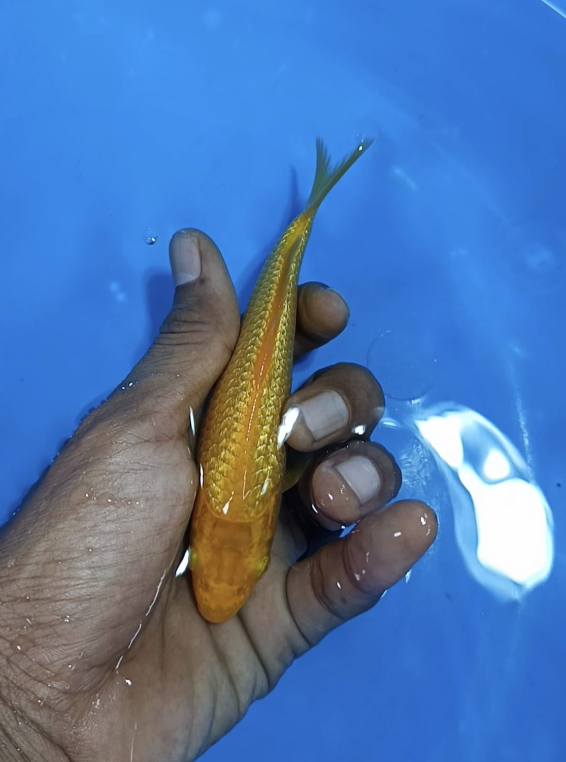 Juara 2