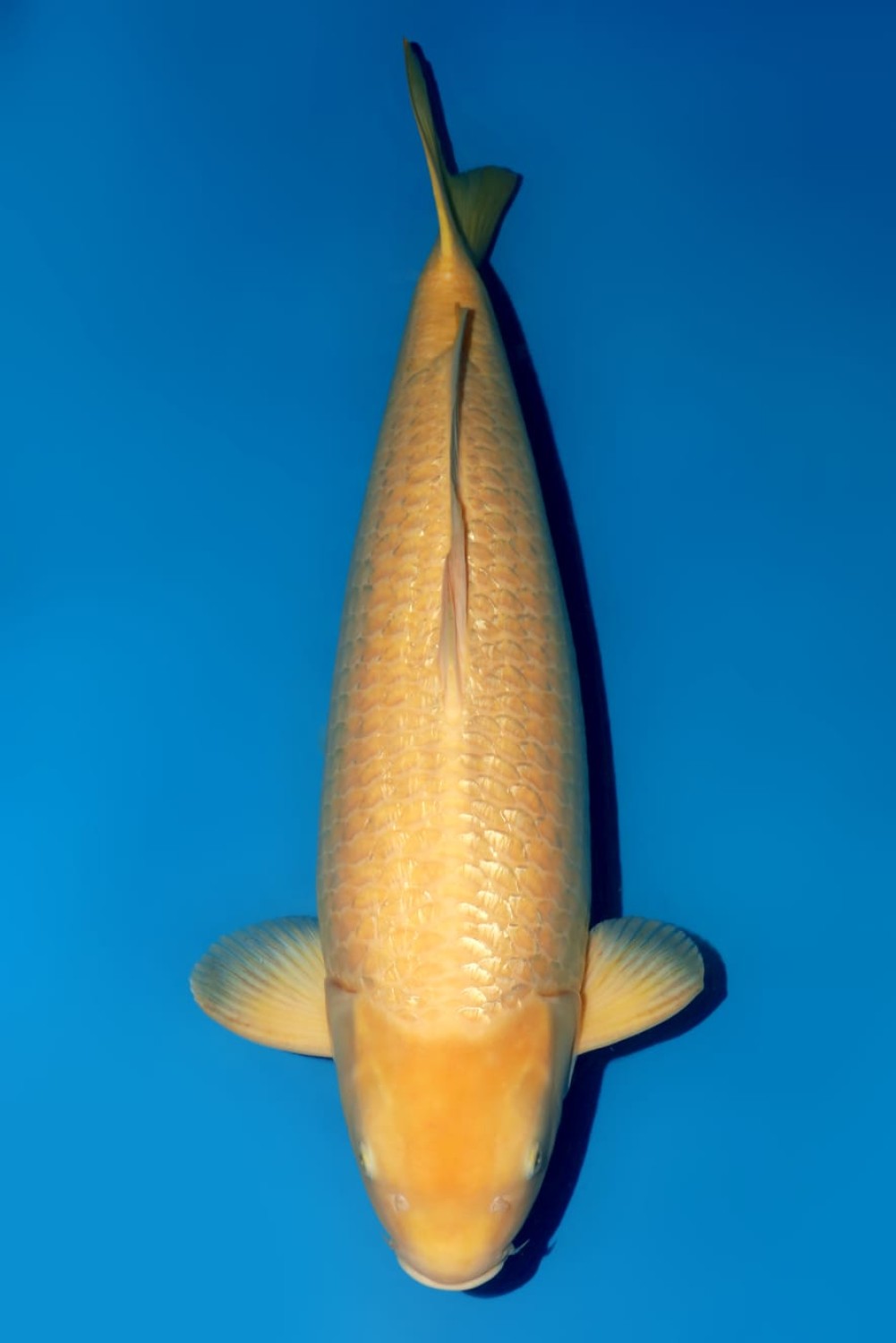 Juara 5