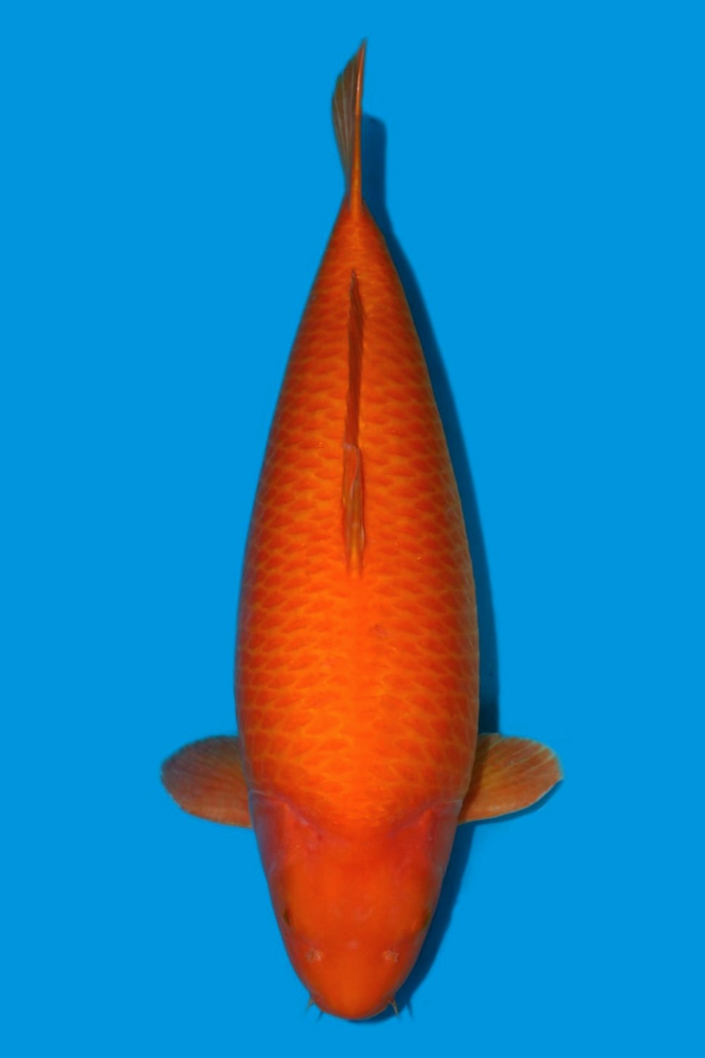 Best In Size E 71 - 75 cm