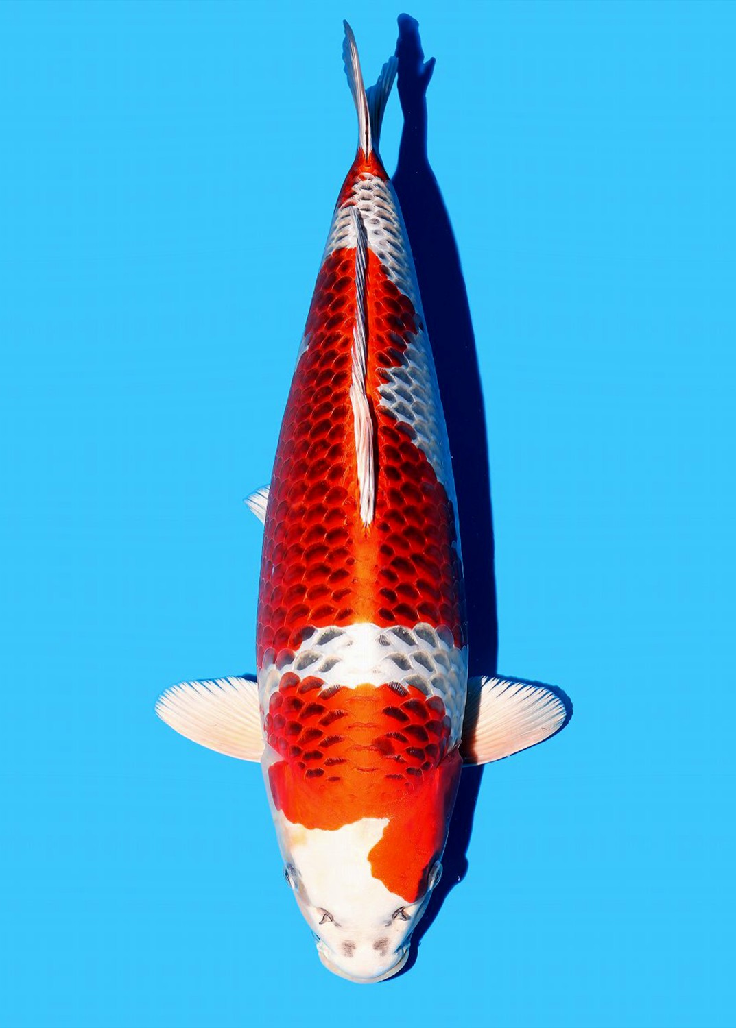 Juara 1