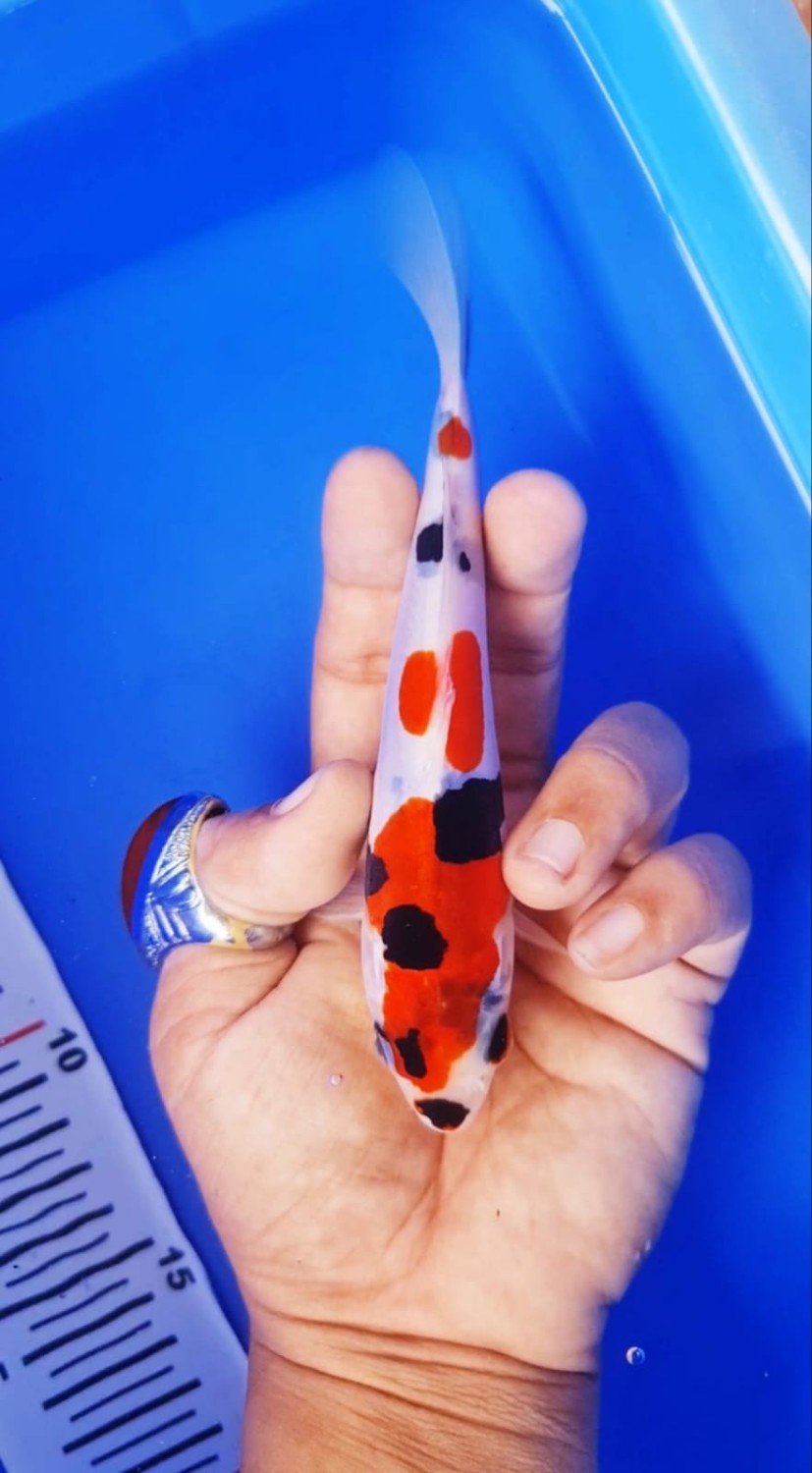Juara 4