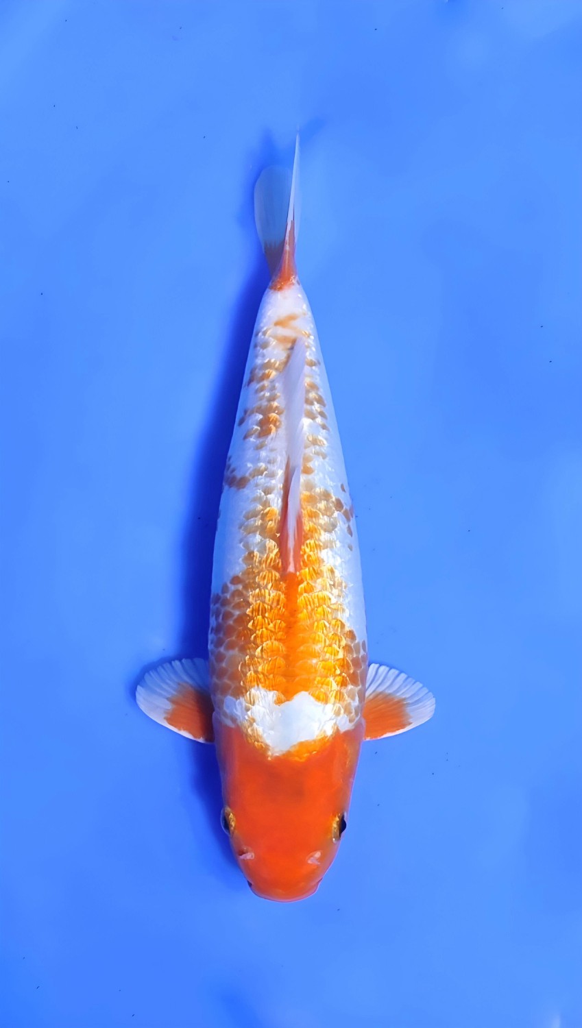 Juara 3