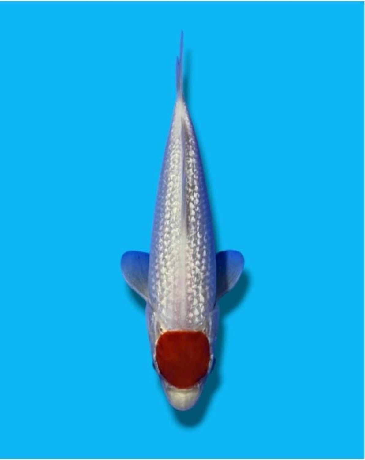 Best In Size C 13 - 15 cm