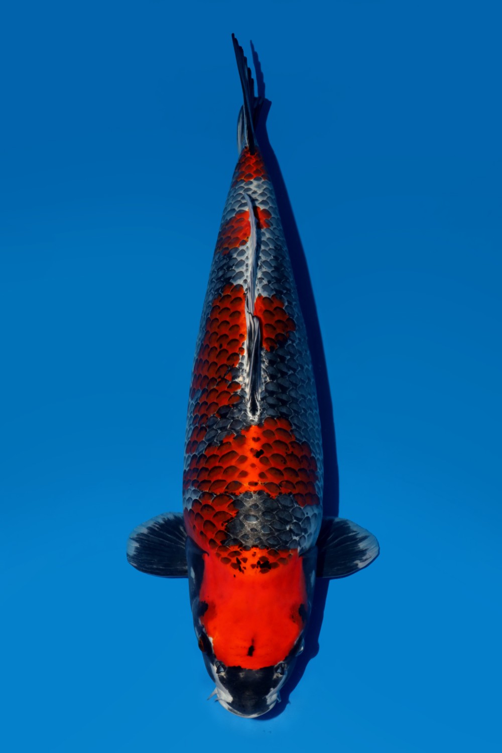 Juara 1