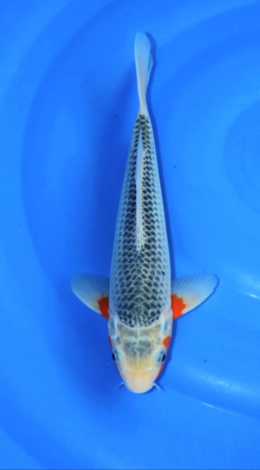 Juara 2