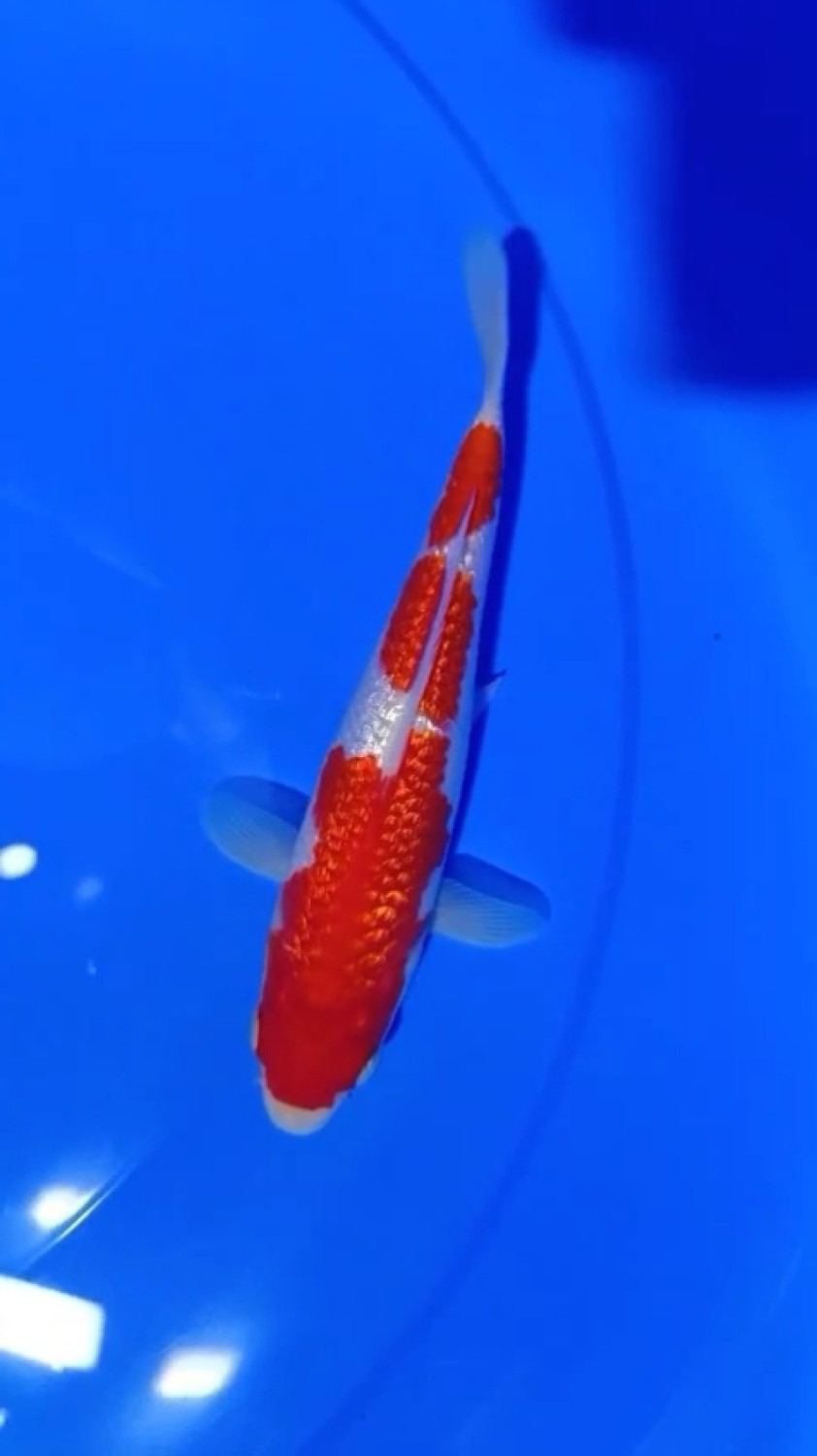Juara 4