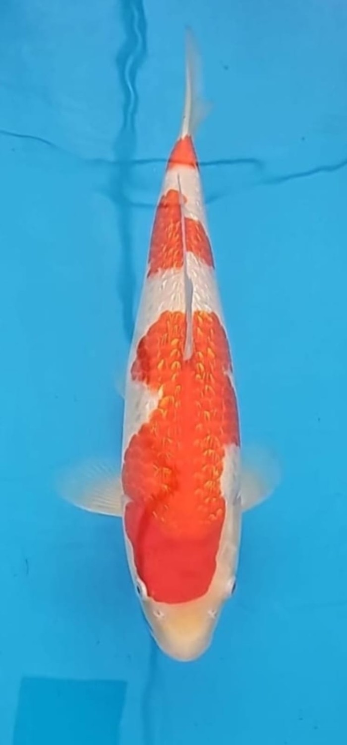 Juara 3