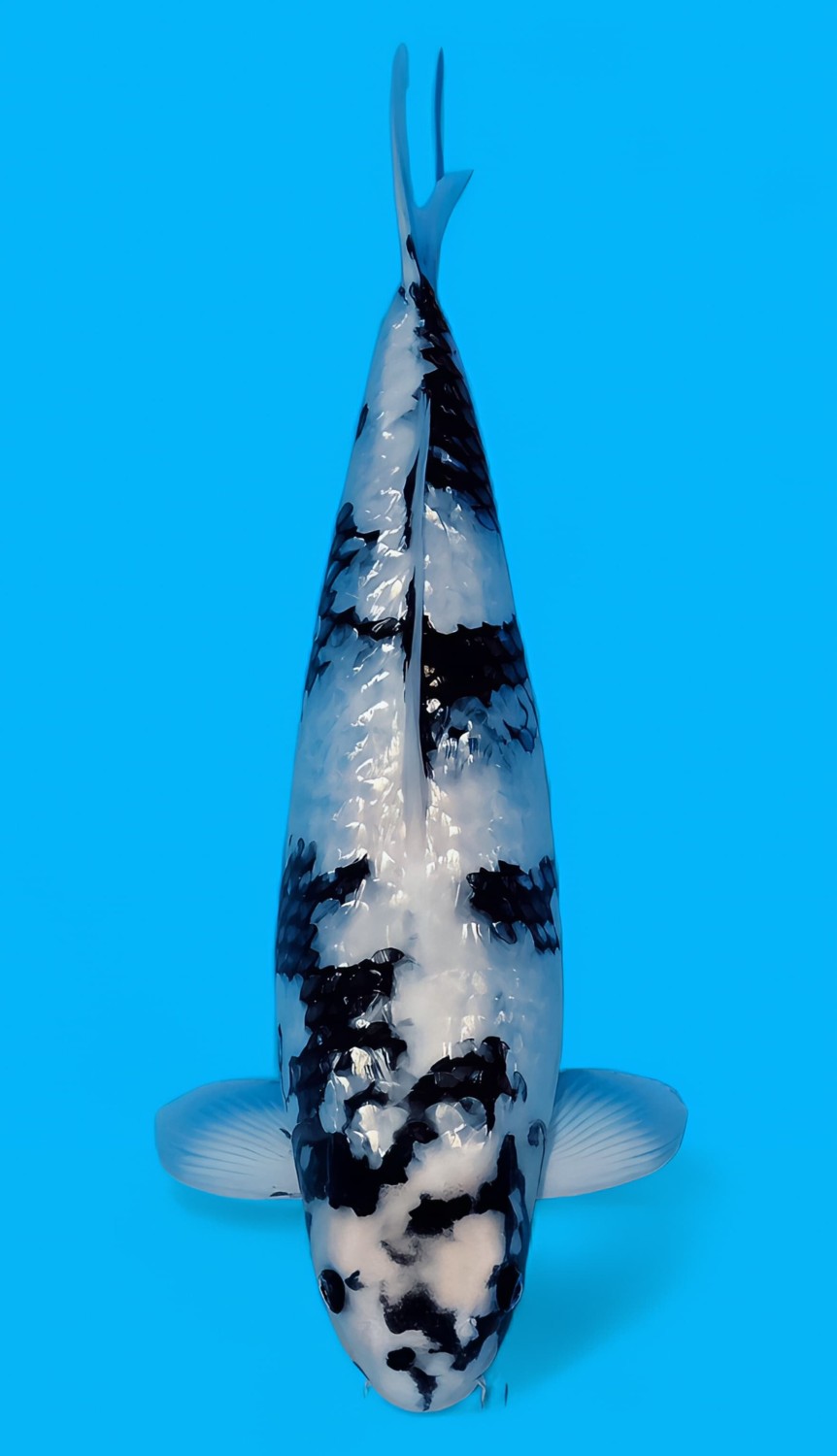 Juara 1