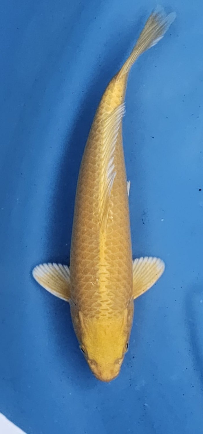 Juara 1
