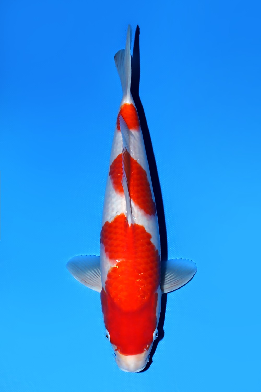 Juara 1