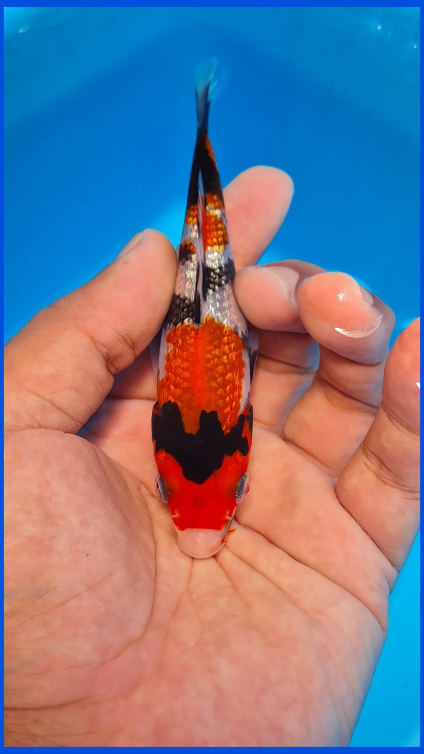 Best In Size B Up To 12 cm