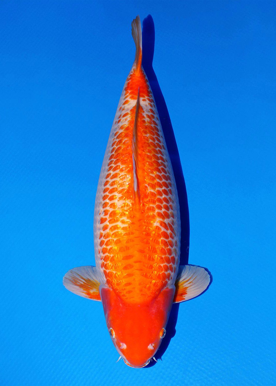Juara 1