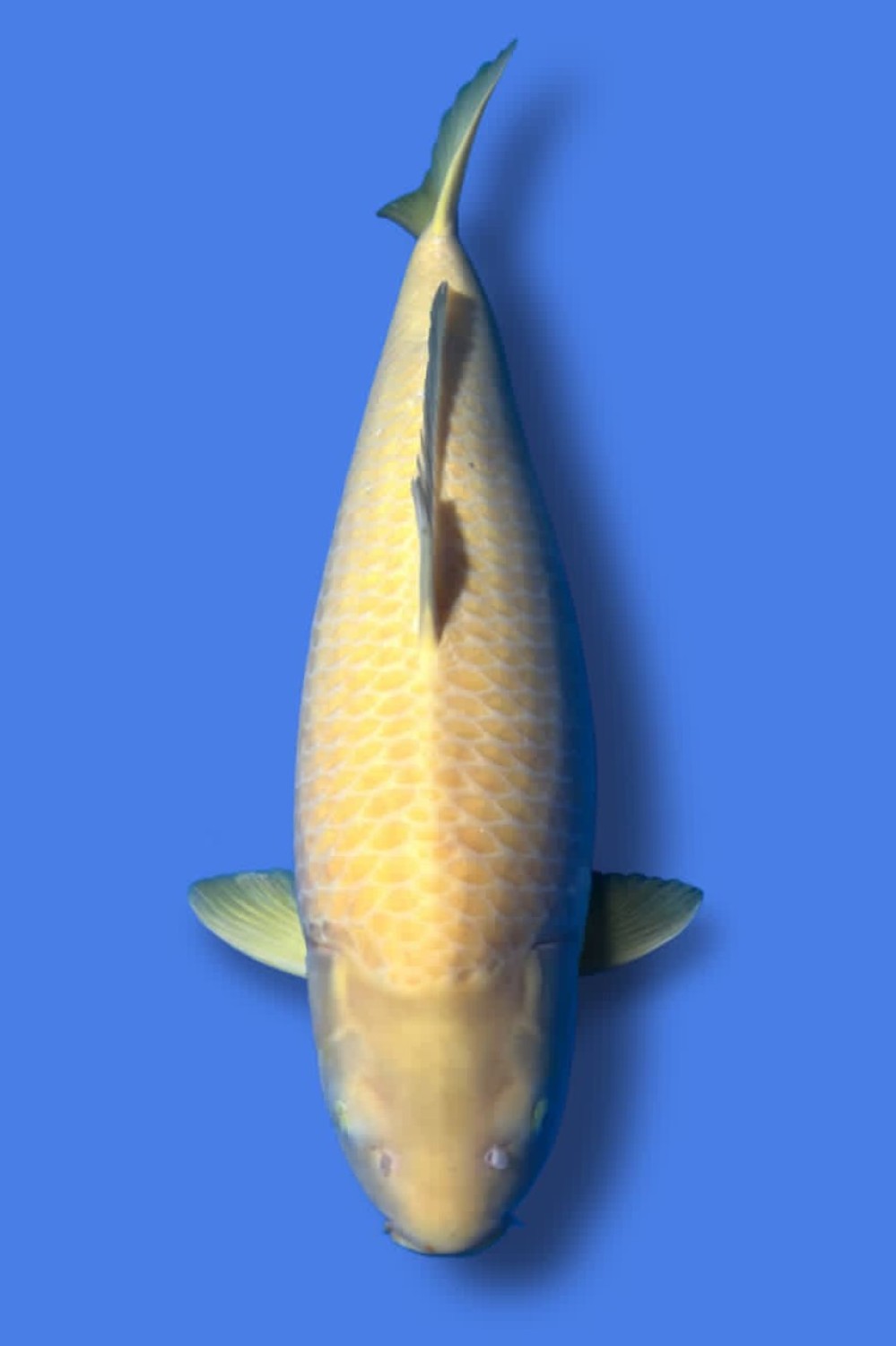 Juara 2