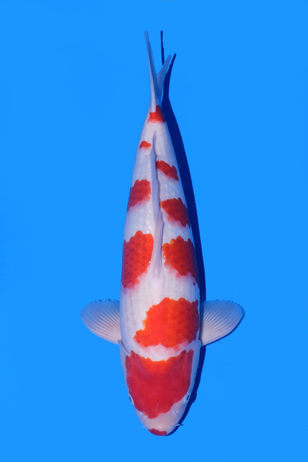 Juara 4