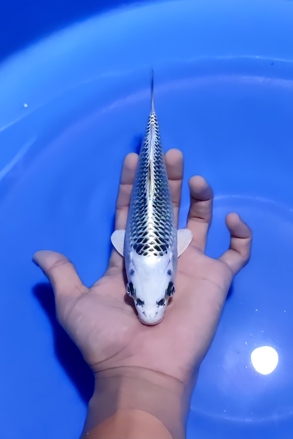 Best In Size E 21 - 25 cm
