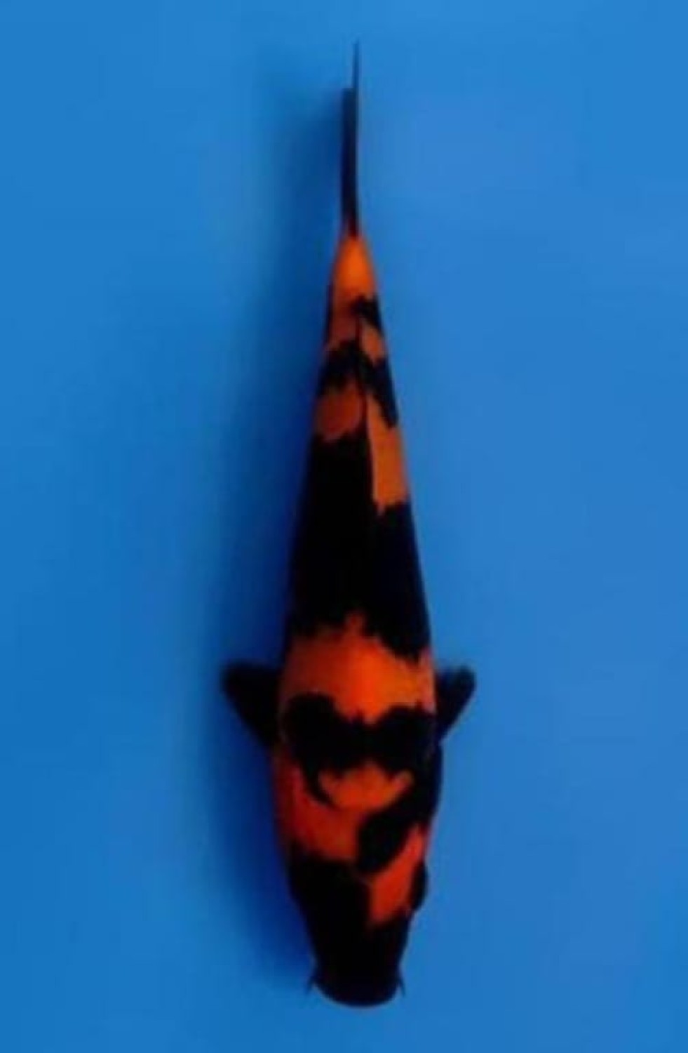 Juara 2