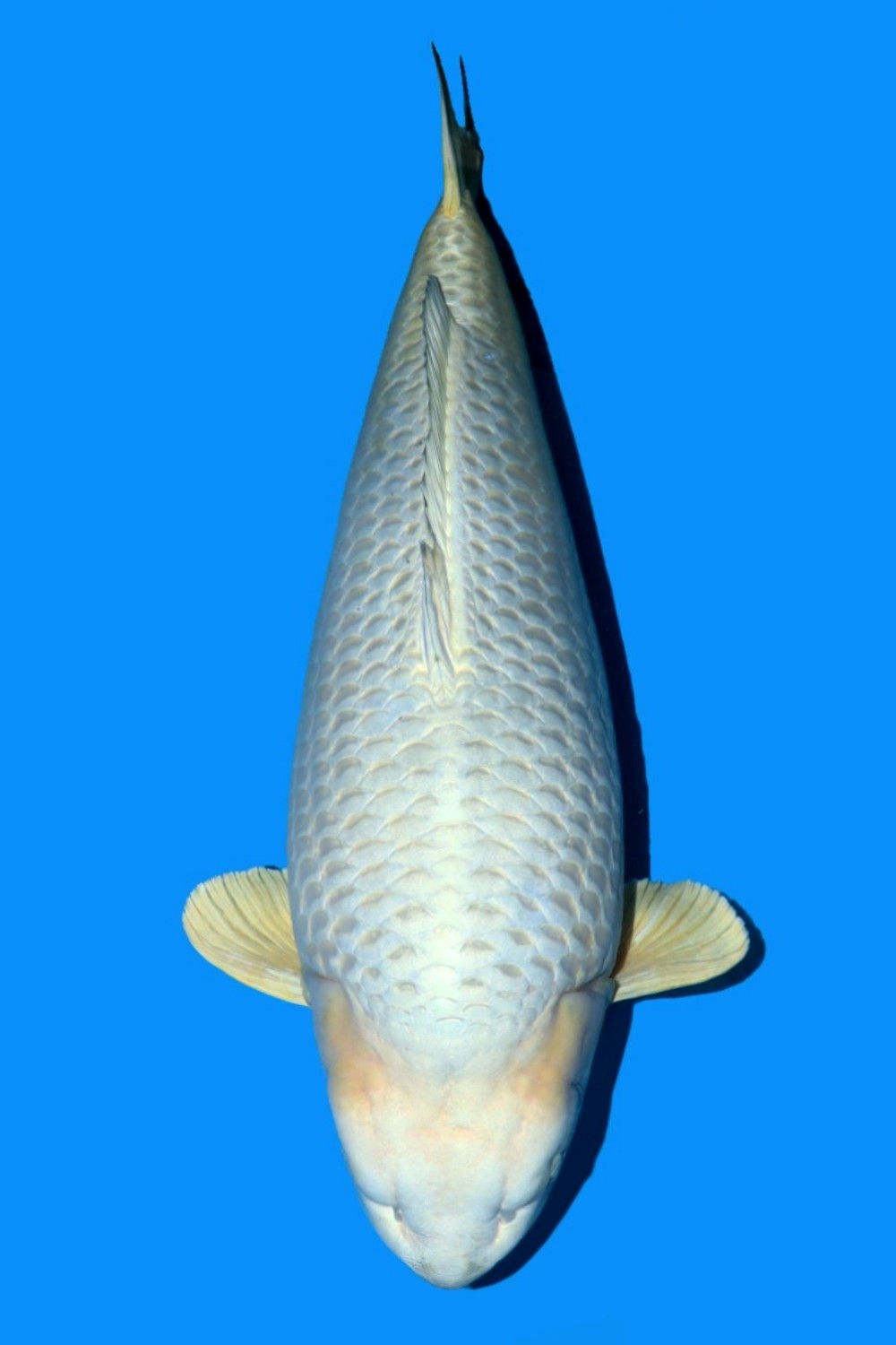 Juara 1