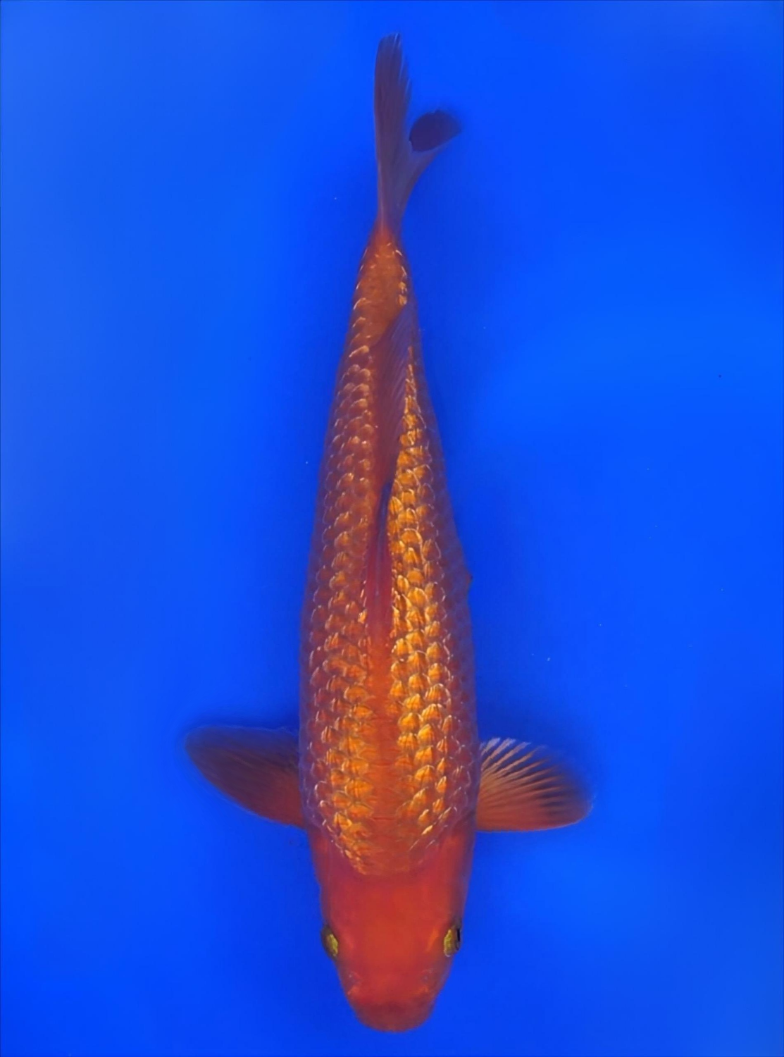 Juara 2