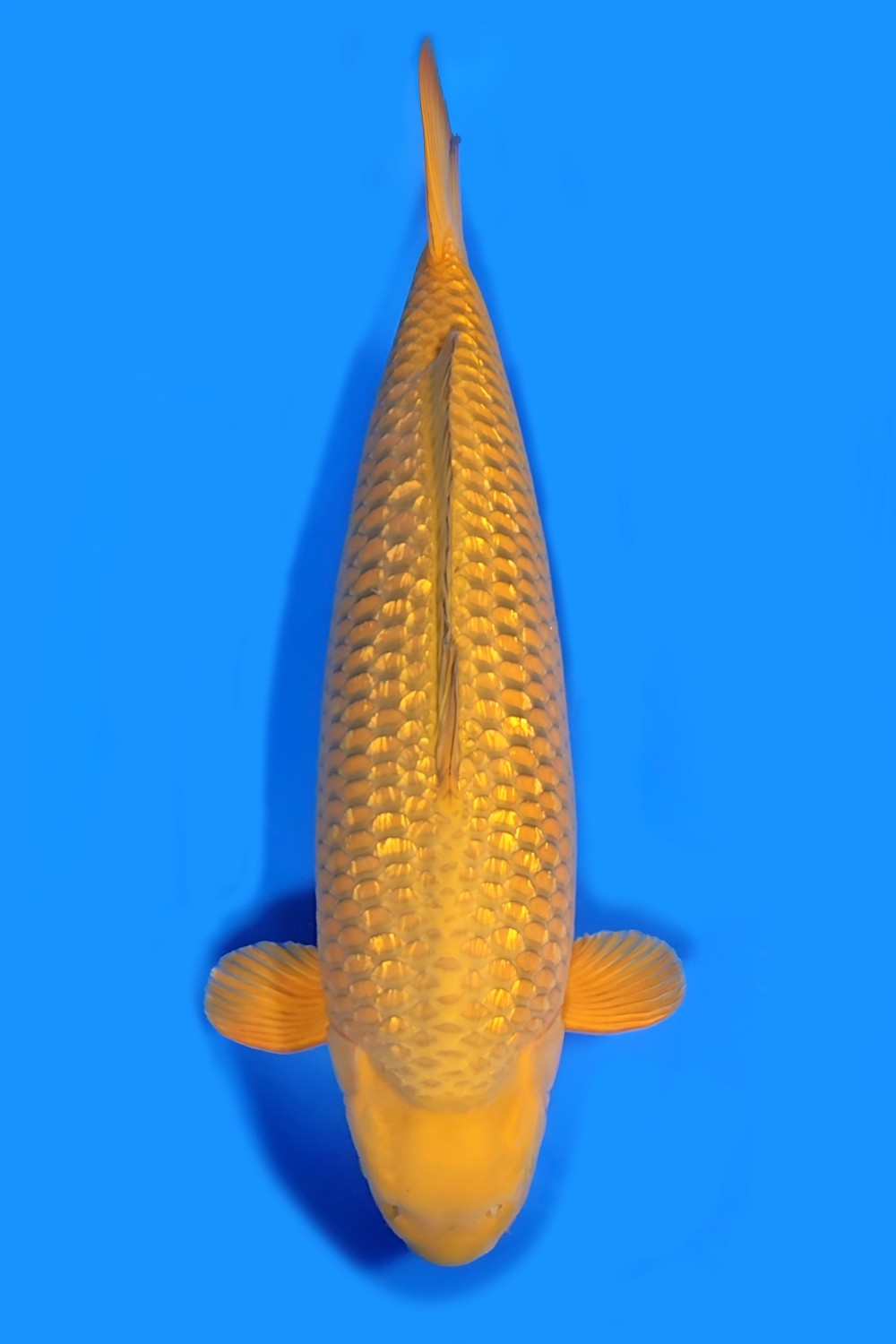 Best In Size E 76 - 80 cm