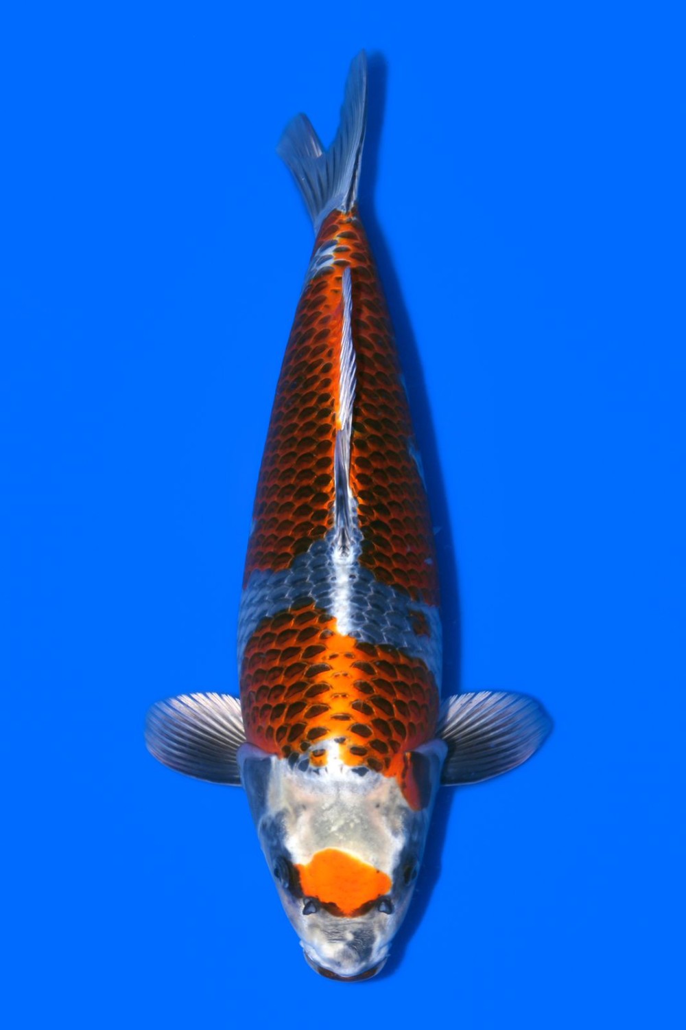 Juara 3