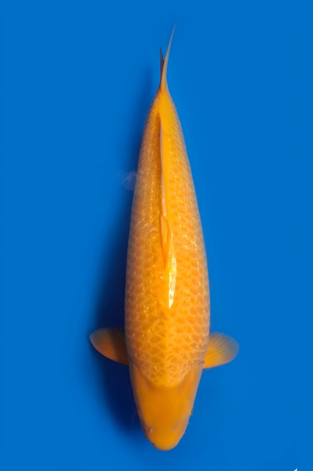 Juara 4